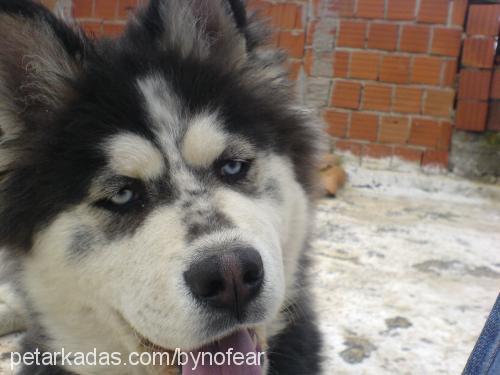 paŞa Erkek Sibirya Kurdu (Husky)