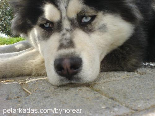 paŞa Erkek Sibirya Kurdu (Husky)