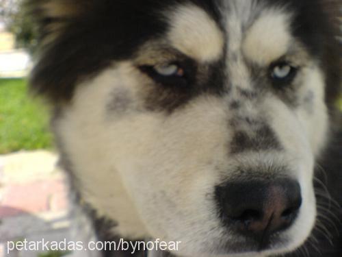 paŞa Erkek Sibirya Kurdu (Husky)