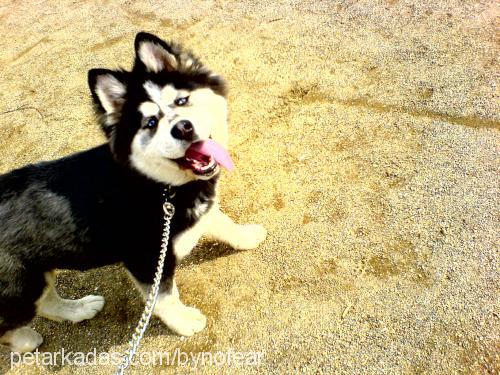 paŞa Erkek Sibirya Kurdu (Husky)