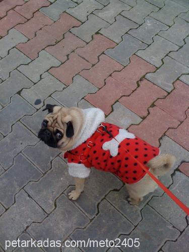 tarçın Erkek Pug