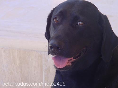 zeytin Dişi Labrador Retriever