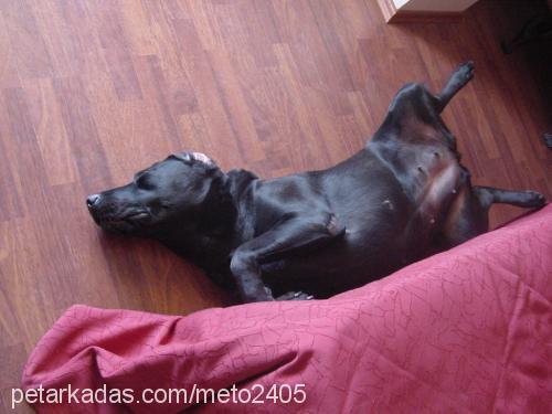 zeytin Dişi Labrador Retriever