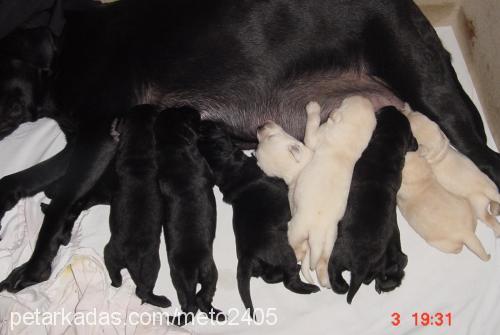 zeytin Dişi Labrador Retriever