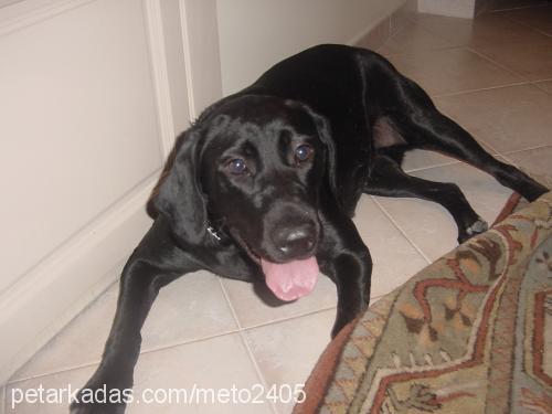 zeytin Dişi Labrador Retriever