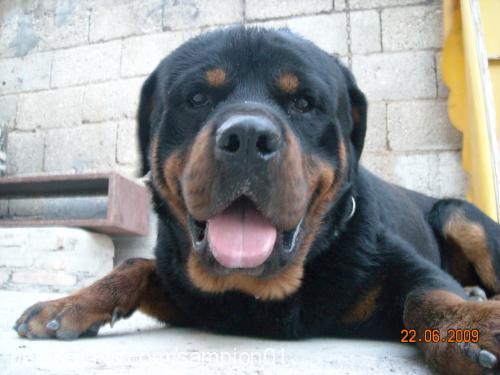 arap Erkek Rottweiler