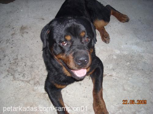 arap Erkek Rottweiler