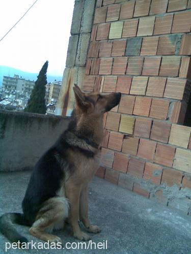 heilhitler Erkek Alman Çoban Köpeği