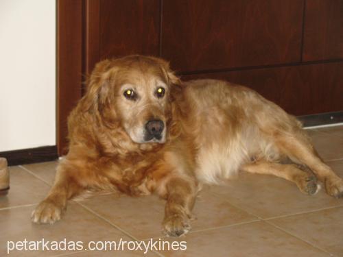 roxy Erkek Golden Retriever