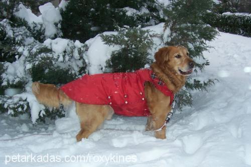 roxy Erkek Golden Retriever