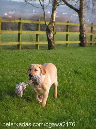 maximus Erkek Labrador Retriever