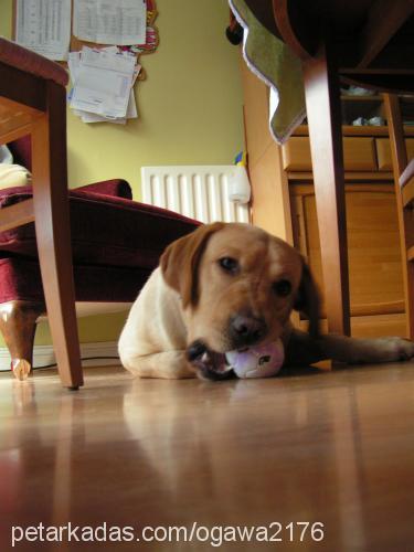 maximus Erkek Labrador Retriever