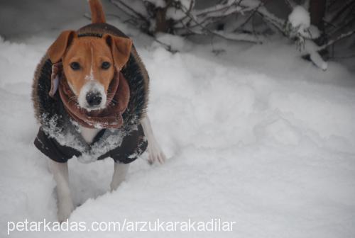 skoti Erkek Jack Russell Terrier