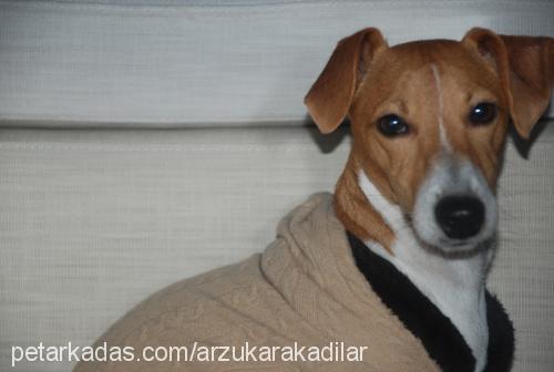 skoti Erkek Jack Russell Terrier