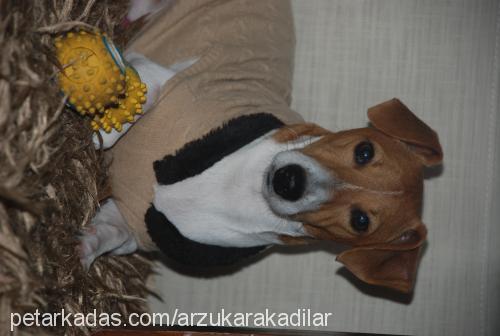 skoti Erkek Jack Russell Terrier