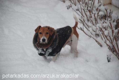 skoti Erkek Jack Russell Terrier