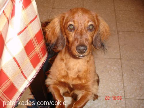 cokie Dişi Dachshund