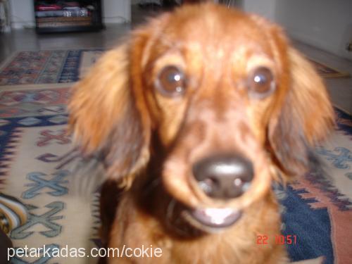 cokie Dişi Dachshund