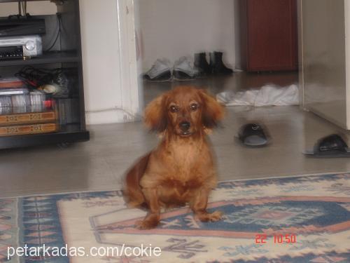 cokie Dişi Dachshund