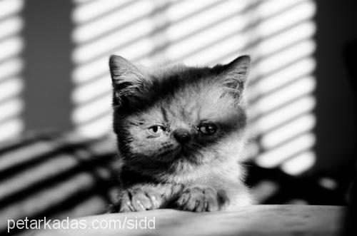 siddhartha Erkek Exotic Shorthair