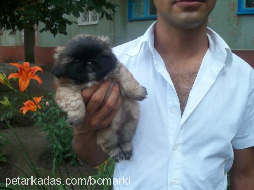 kuki Dişi Pekingese