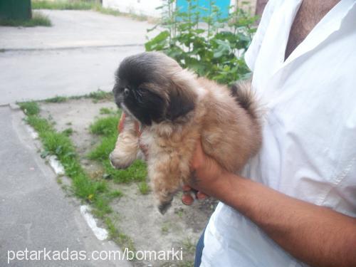 kuki Dişi Pekingese