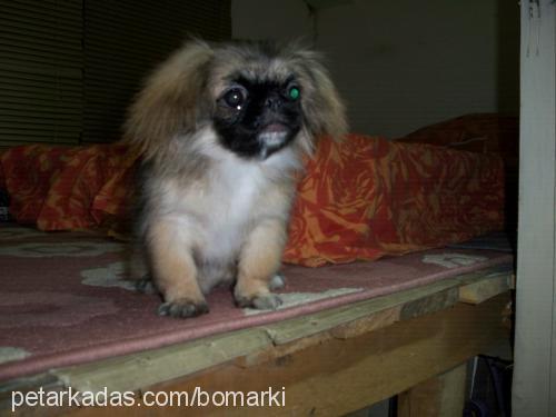 kuki Dişi Pekingese