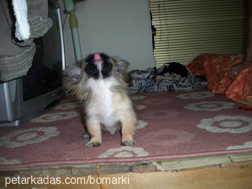 kuki Dişi Pekingese