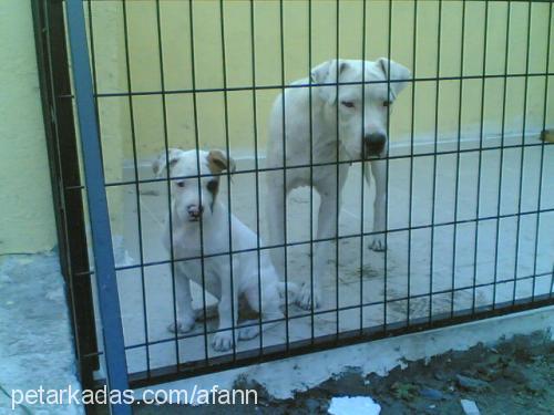 sultan Dişi Amerikan Pitbull Terrier