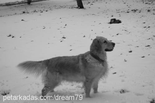 naz Dişi Golden Retriever