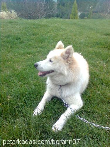 hera Dişi Alaskan Malamute