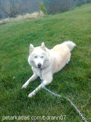 hera Dişi Alaskan Malamute