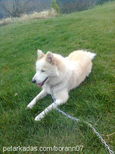 hera Dişi Alaskan Malamute