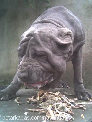 tina Dişi Napoliten Mastiff