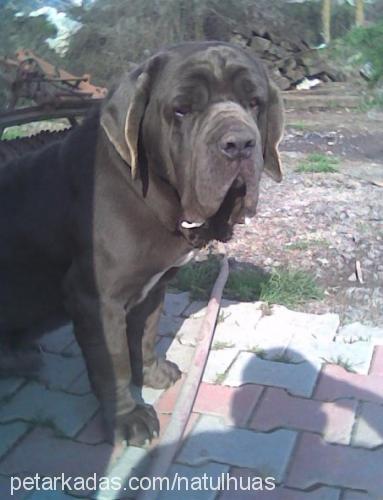 tina Dişi Napoliten Mastiff