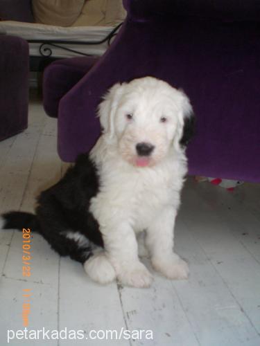 lukajr. Erkek Old English Sheepdog