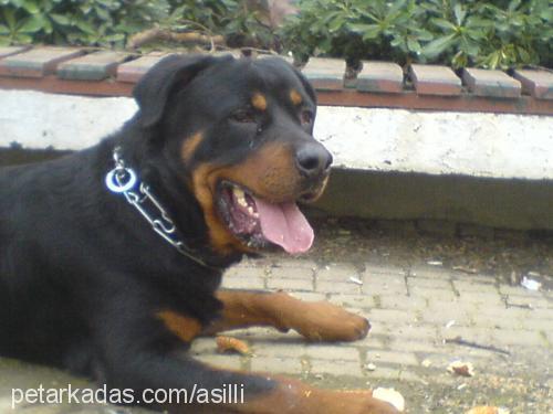 asil Erkek Rottweiler