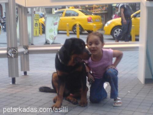 asil Erkek Rottweiler