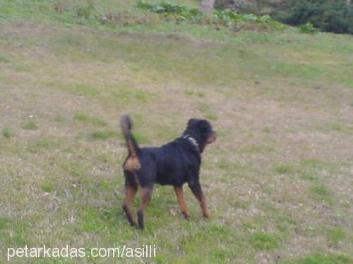 asil Erkek Rottweiler