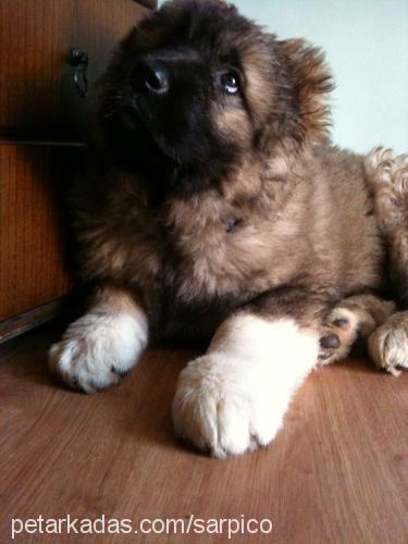 puffy Dişi Kars Çoban Köpeği