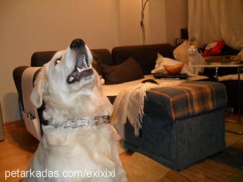 çapkın Erkek Golden Retriever