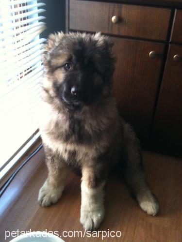 puffy Dişi Kars Çoban Köpeği