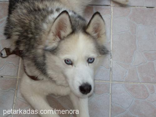 radikal Dişi Sibirya Kurdu (Husky)