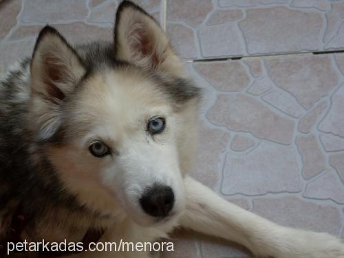 radikal Dişi Sibirya Kurdu (Husky)