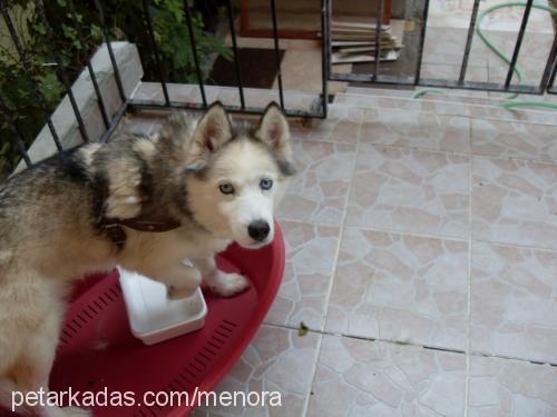 radikal Dişi Sibirya Kurdu (Husky)