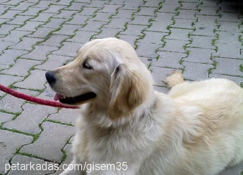 gofret Dişi Golden Retriever