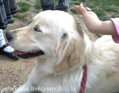 gofret Dişi Golden Retriever