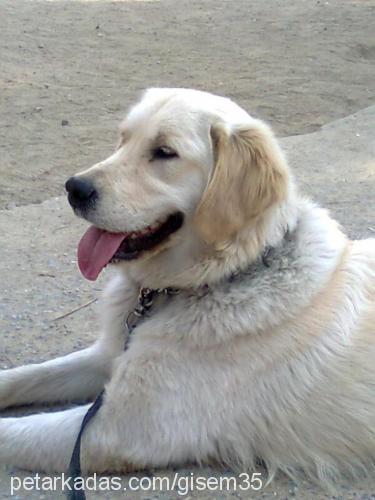 gofret Dişi Golden Retriever