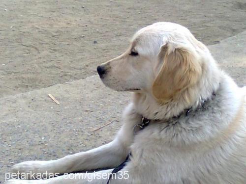 gofret Dişi Golden Retriever