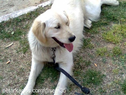 gofret Dişi Golden Retriever